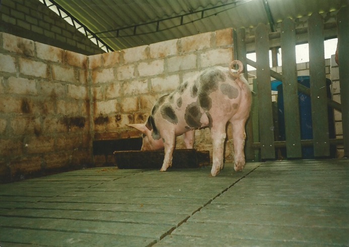 Corral con pisos suelos plásticos para cerdo marrano porcino caprino corral con piso plástico para porcícolas apriscos fácil limpieza removible pisos especiales para porcicultura parideras, porcinas corral, gestación cerdas, parto cerda, lechonera, destete, jaula pre ceba porcinos, corraleja, ceba, engorde cerdos, porqueriza cría de lechones, pisos jaulas comederos, porcicultura jaulas, corrales, parideras, porcinas corral, gestación cerdas,suelo y piso elevado para cría 002 1234567890 Corral con pisos suelos plásticos para cerdo marrano porcino caprino corral con piso plástico para porcicolas apriscos fácil limpieza removible pisos especiales para porcicultura suelo y piso elevado para cría 0023698521470 Corral con pisos suelos plásticos para cerdo marrano porcino caprino corral con piso plástico para porcicolas apriscos fácil limpieza removible pisos especiales para porcicultura suelo y piso elevado para cría 002124579956230Corral con pisos suelos plásticos para cerdo marrano porcino caprino corral con piso plástico para porcicolas apriscos fácil limpieza removible pisos especiales para porcicultura suelo y piso elevado para cría 002